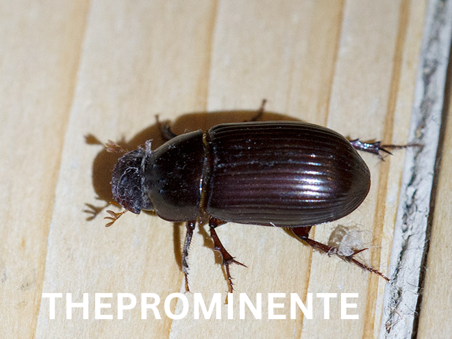 Käfer Bestimmen leicht gemacht So erkennst du heimische Arten und ihre Besonderheiten